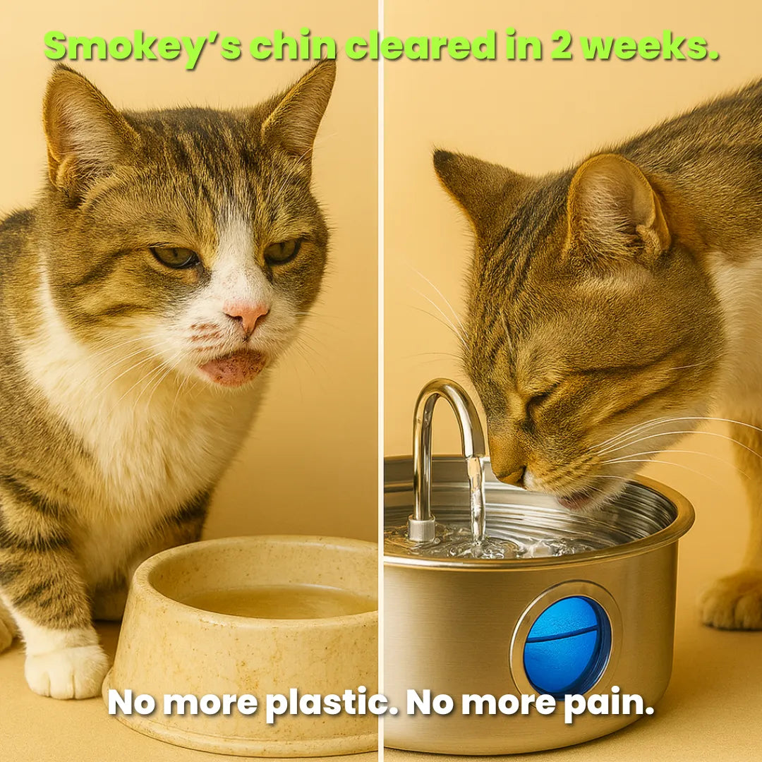 LOYA™ Stainless Steel Pet Water Fountain