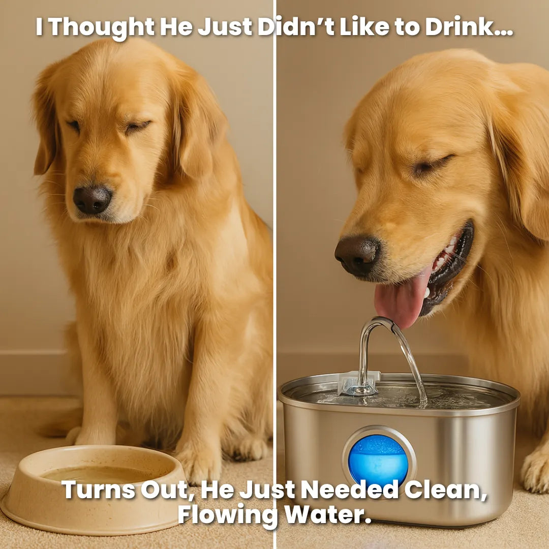 LOYA™ Stainless Steel Pet Water Fountain